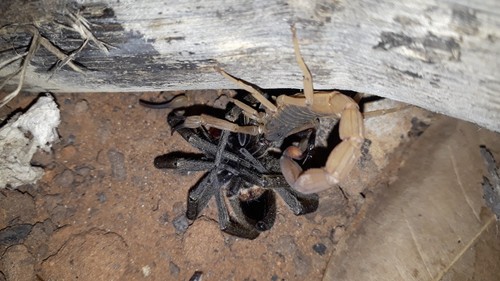 Brazilian Wandering Spider Identification Guide