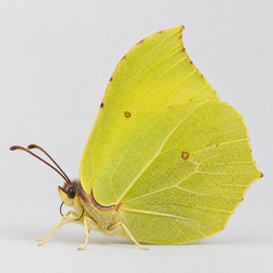 Brimstone Butterfly Identification Guide
