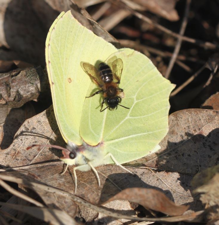 Brimstone Butterfly