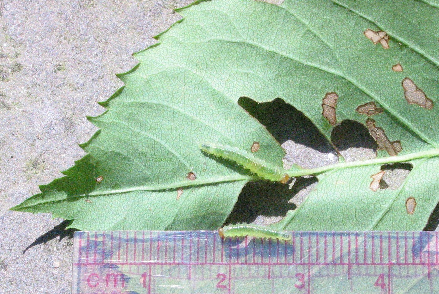 Bristly Rose Slug
