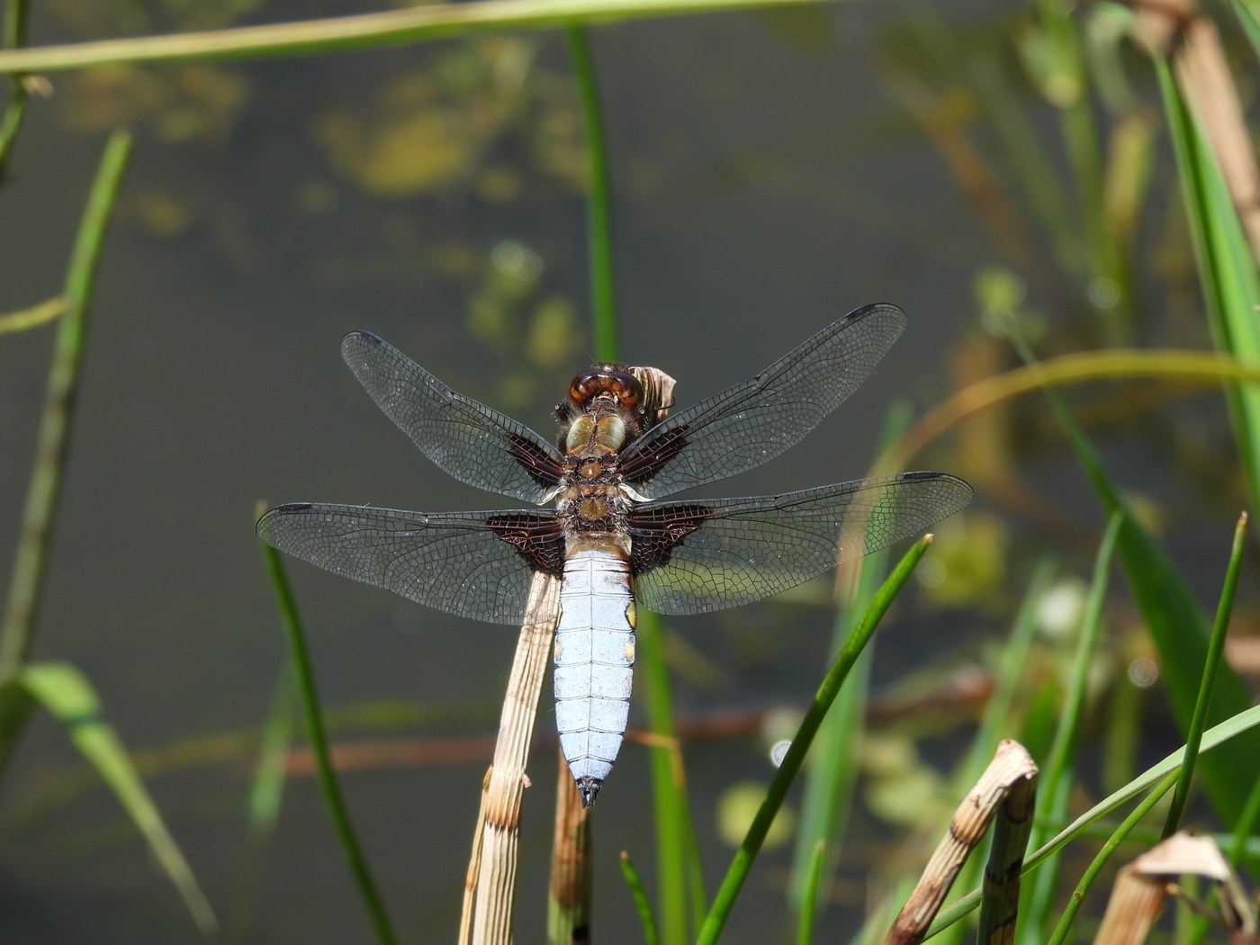 Broad-Bodied Chaser