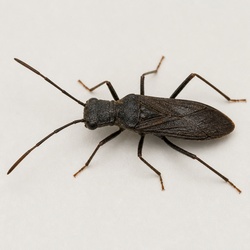 Broad-Headed Bug Identification Guide