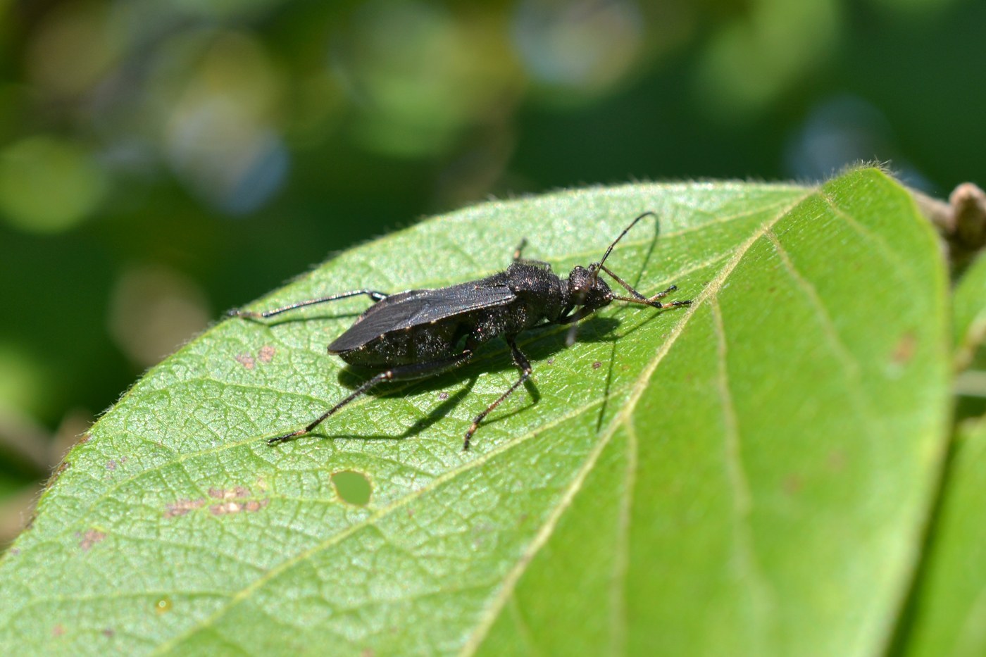 Broad-Headed Bug