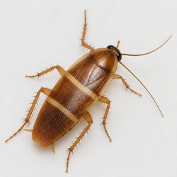 Brown-banded Cockroach Identification Guide