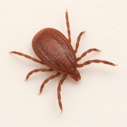 Brown Dog Tick Identification Guide
