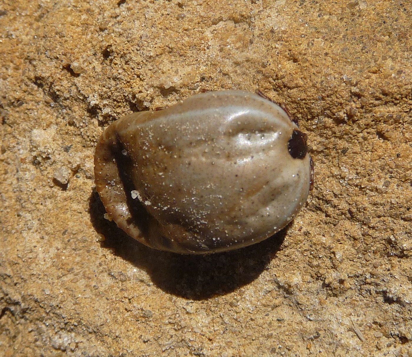 Brown Dog Tick
