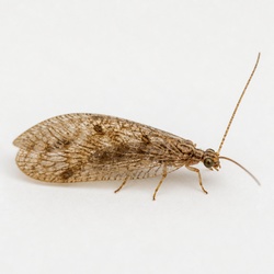 Brown Lacewing Identification Guide