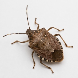 Brown Marmorated Stink Bug Identification Guide