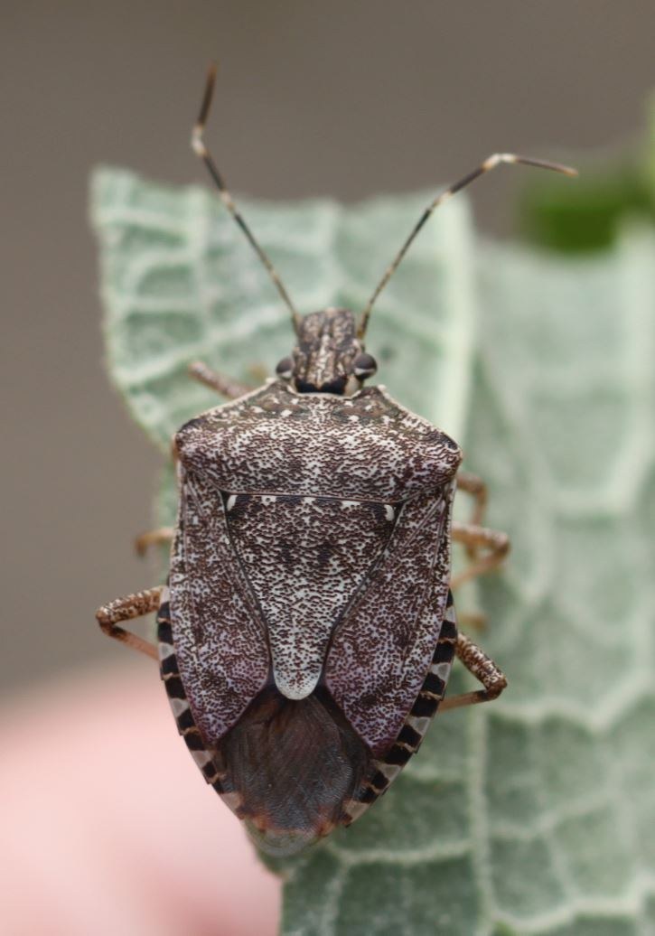 Brown Marmorated Stink Bug