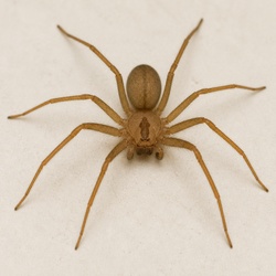 Brown Recluse Spider Identification Guide