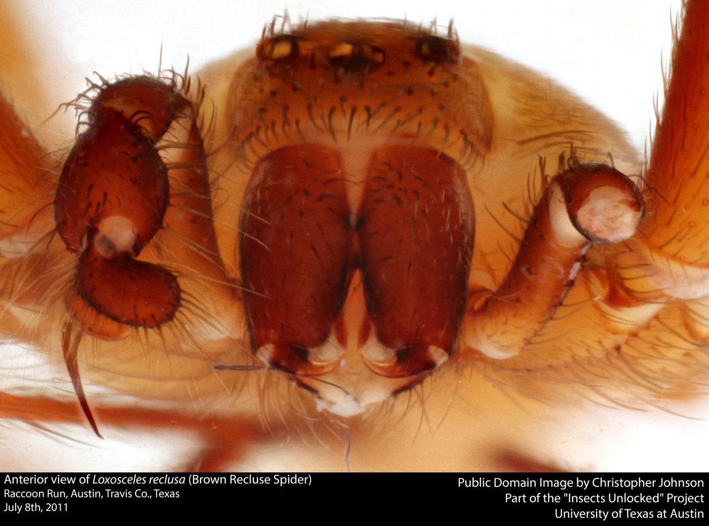 Brown Recluse Spider