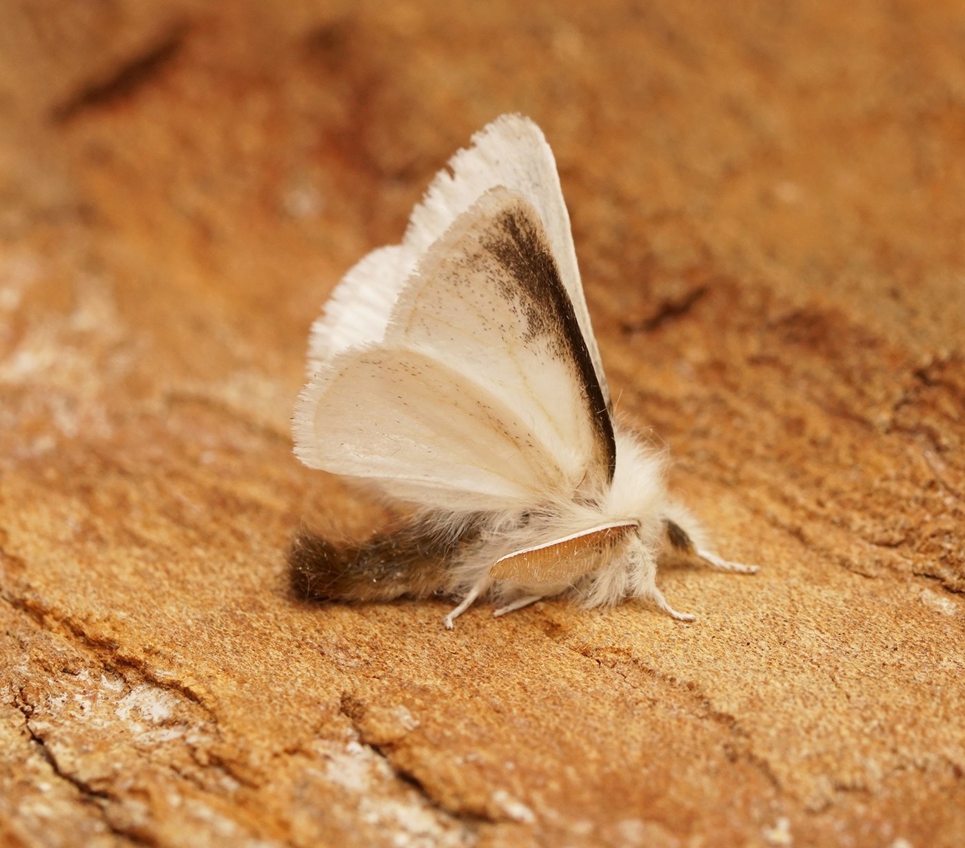 Brown-tail Moth