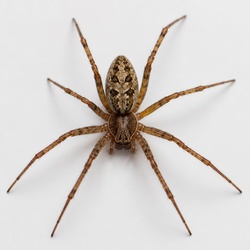 Brown Widow Spider Identification Guide