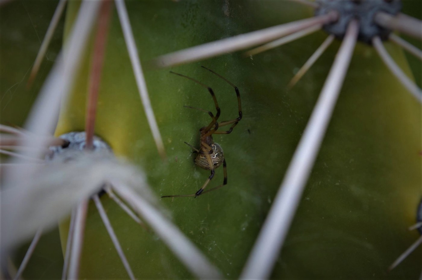Brown Widow Spider