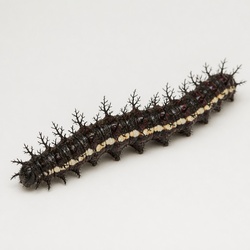 Buck Moth Caterpillar Identification Guide