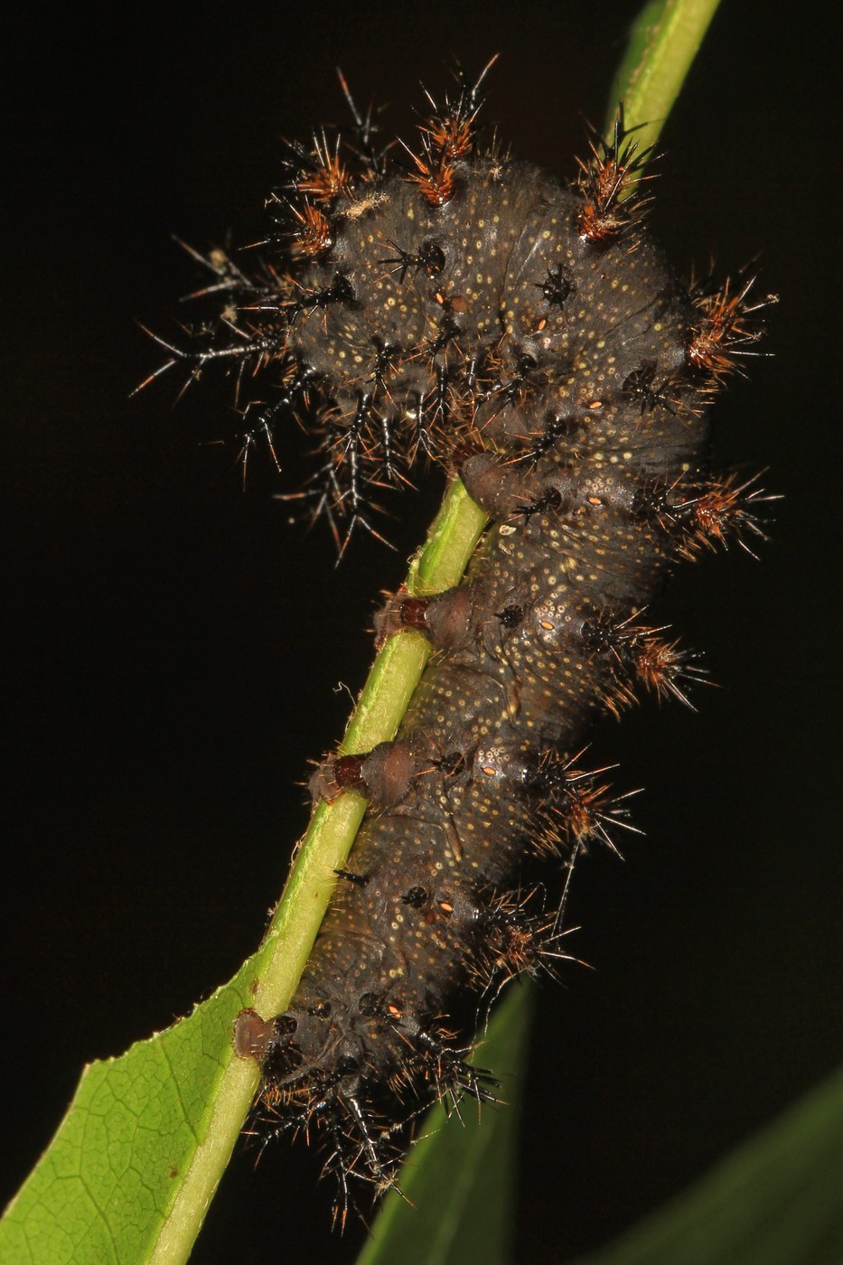 Buck Moth Caterpillar