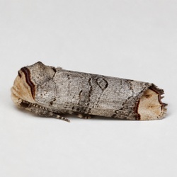 Buff-tip Moth Identification Guide