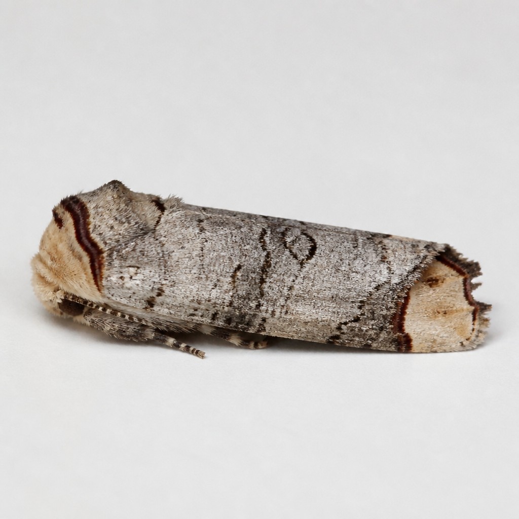 Buff-tip Moth (Phalera bucephala)