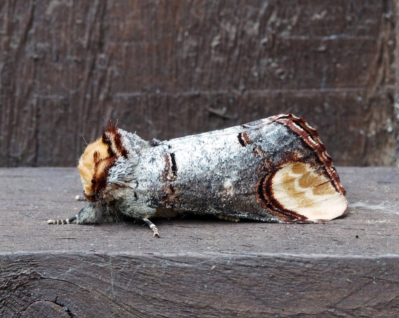 Buff-tip Moth