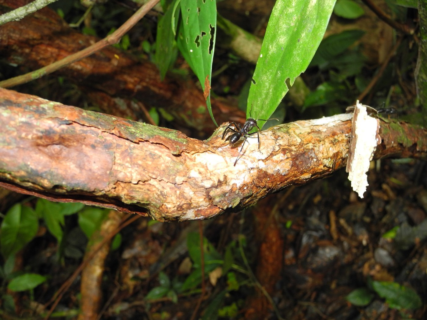 Bullet Ant