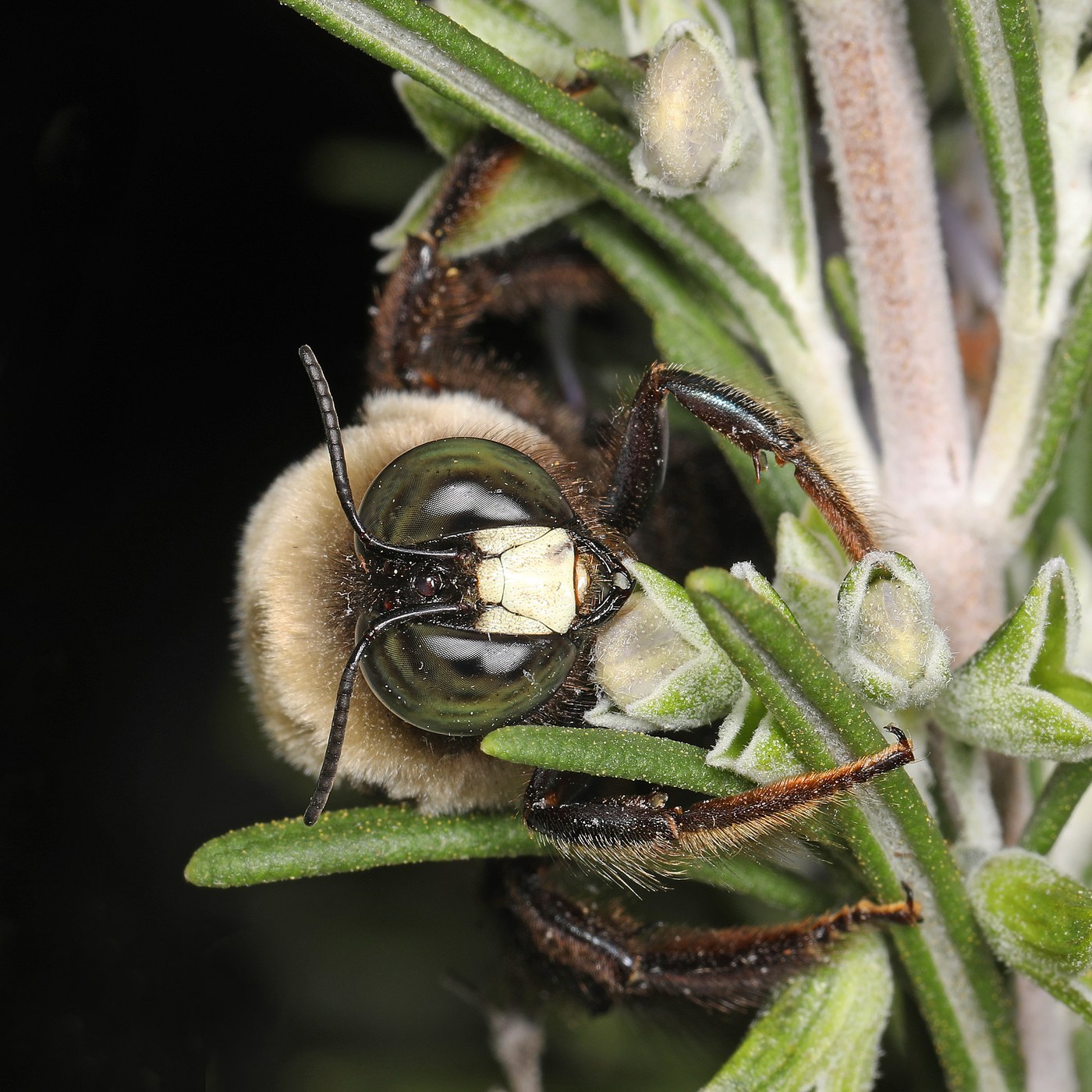 Bumblebee Carpenter Bee