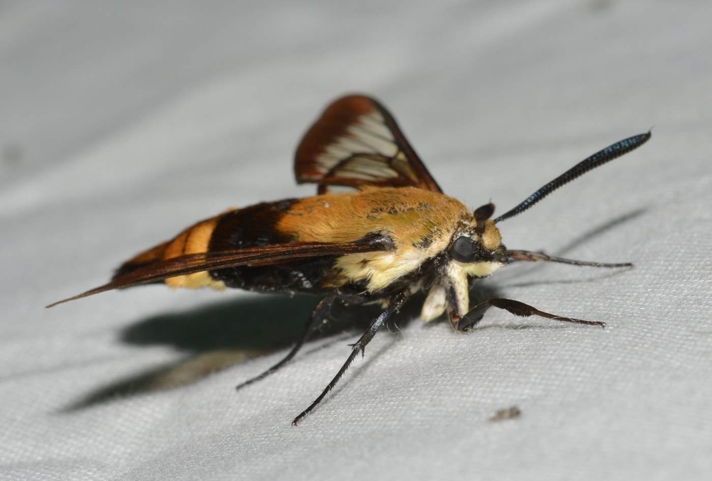Bumblebee Moth
