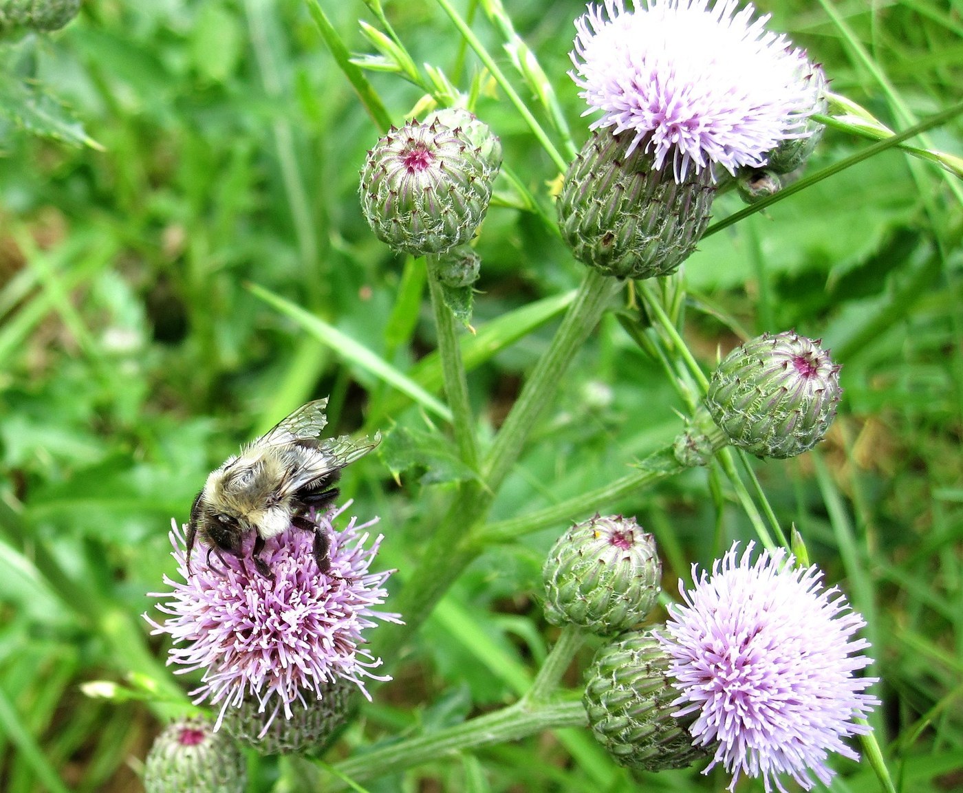 Bumblebee