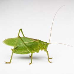 Bush Cricket Identification Guide