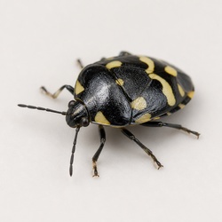 Cabbage Bug Identification Guide