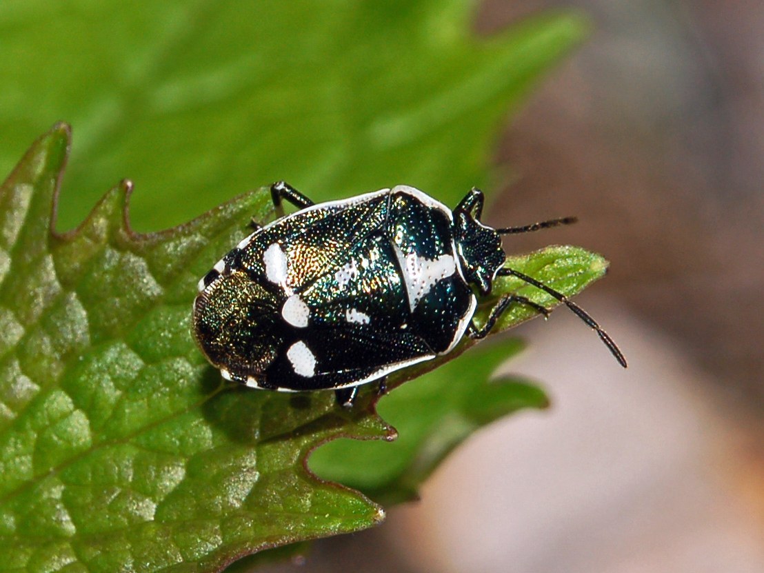 Cabbage Bug