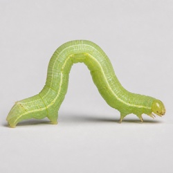 Cabbage Looper Identification Guide