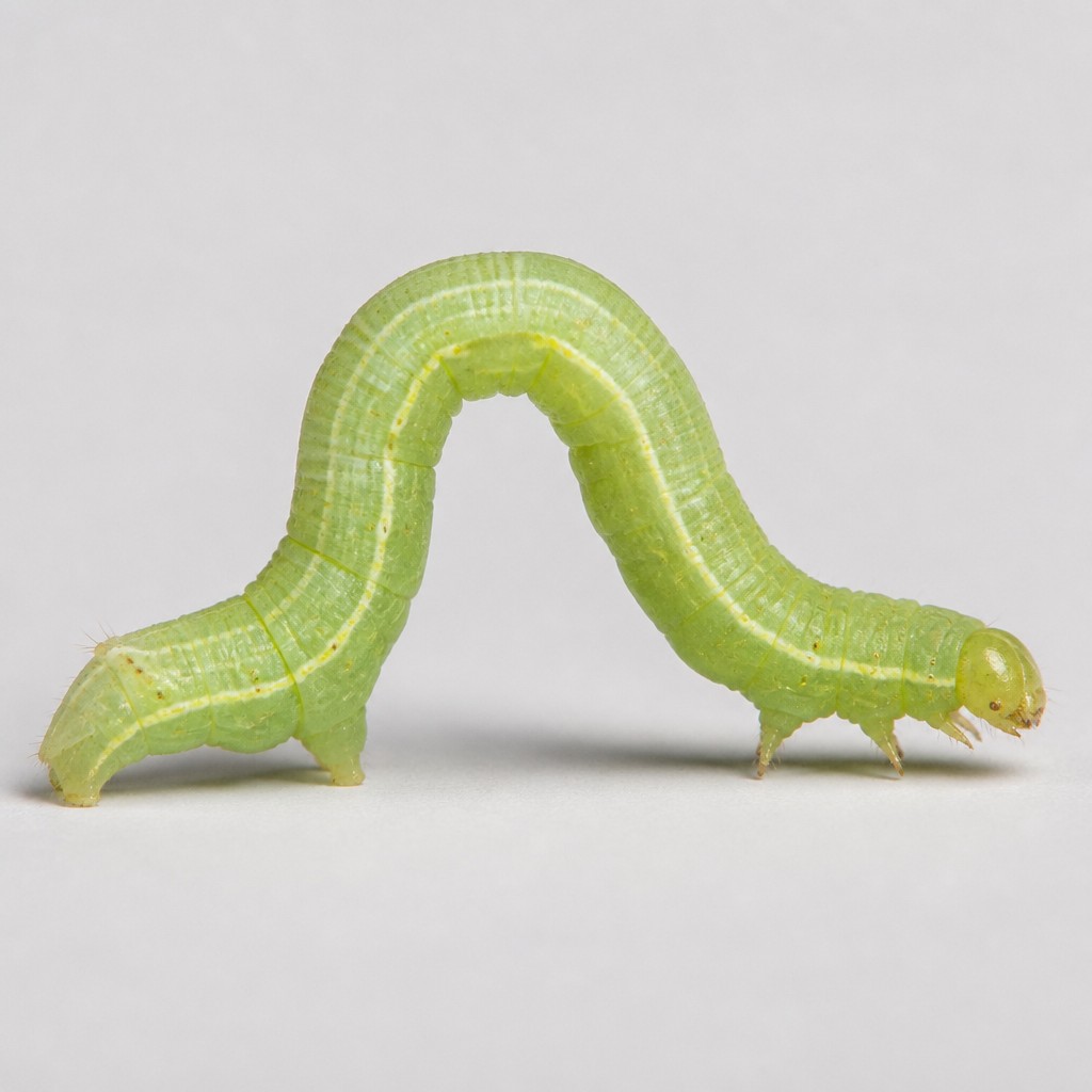 Cabbage Looper (Trichoplusia ni)