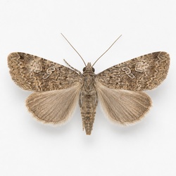 Cabbage Looper Moth Identification Guide