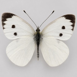 Cabbage White Butterfly Identification Guide
