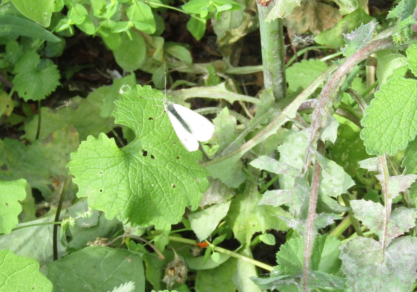 Cabbage White Butterfly