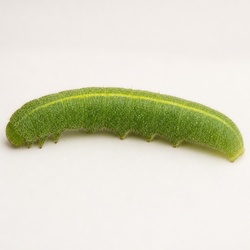 Cabbage White Caterpillar Identification Guide
