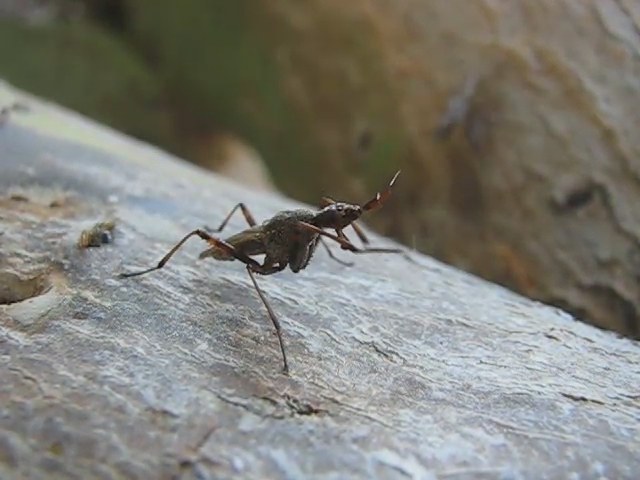 Cactus Fly