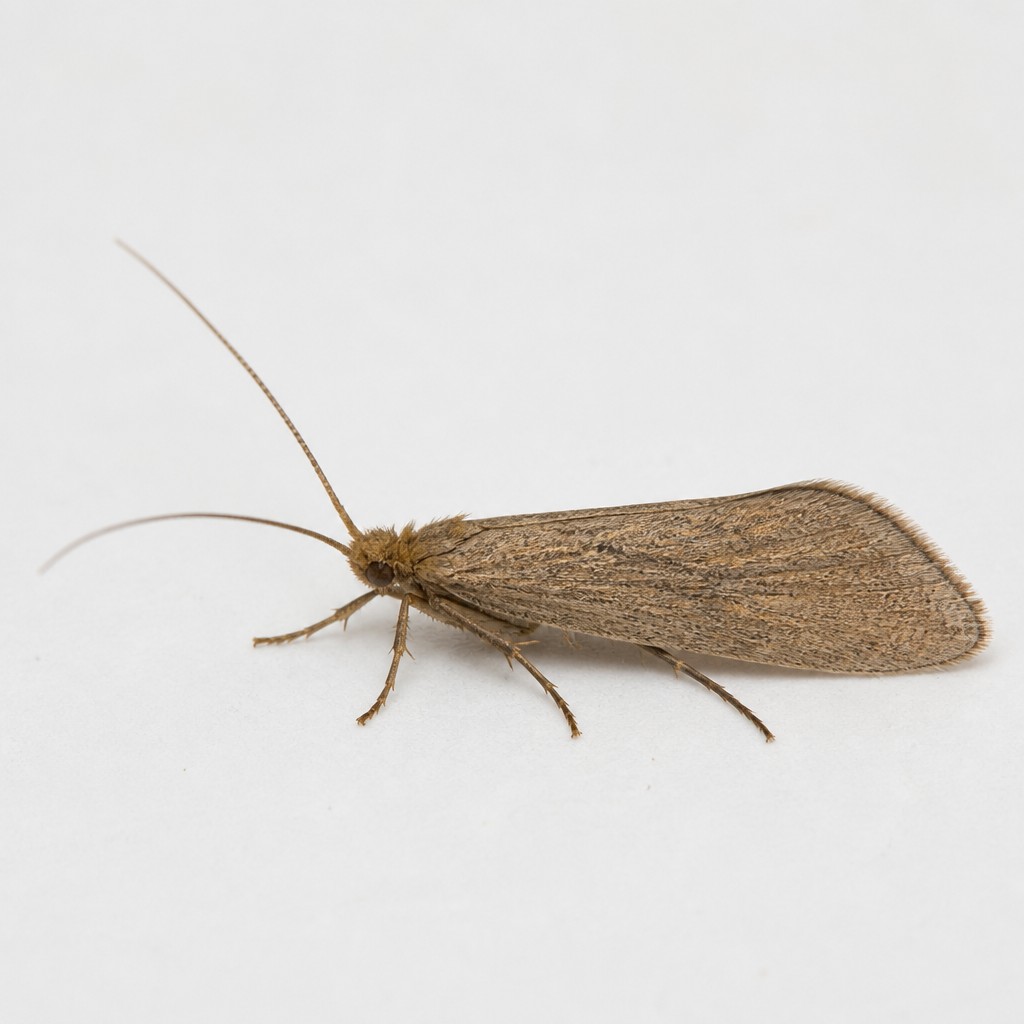 Caddisfly