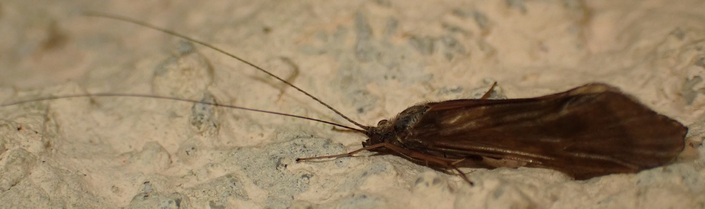 Caddisfly