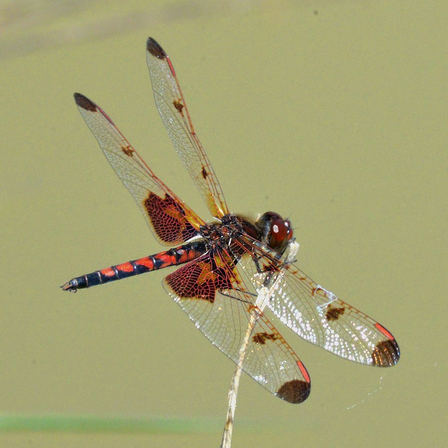 Calico Pennant