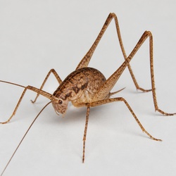Camel Cricket Identification Guide