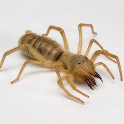 Camel Spider Identification Guide