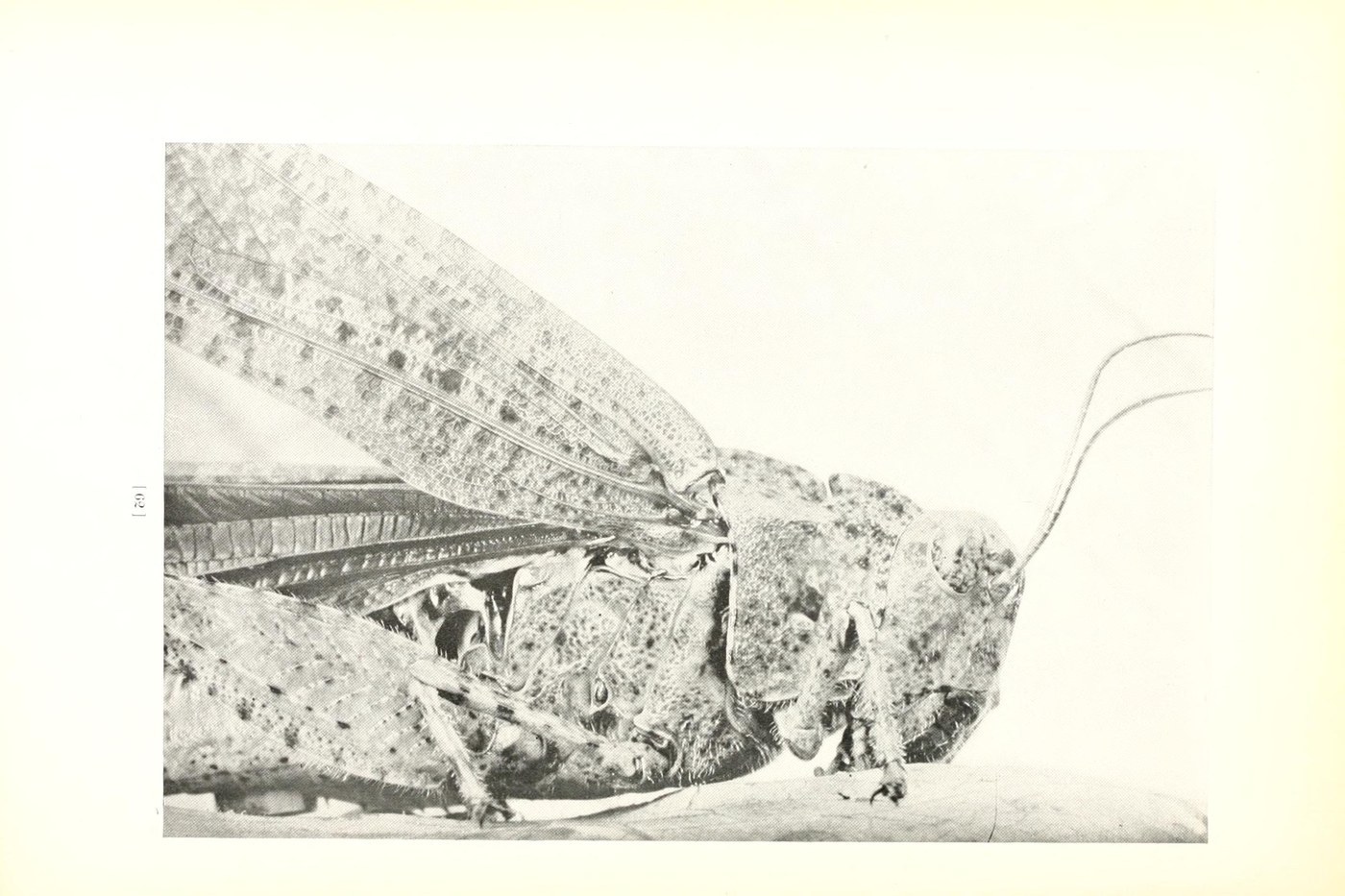 Carolina Grasshopper