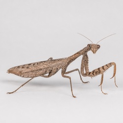 Carolina Mantis Identification Guide
