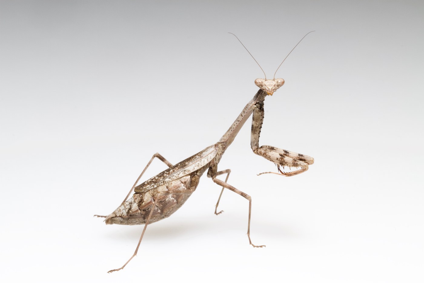 Carolina Mantis