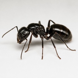 Carpenter Ant Identification Guide