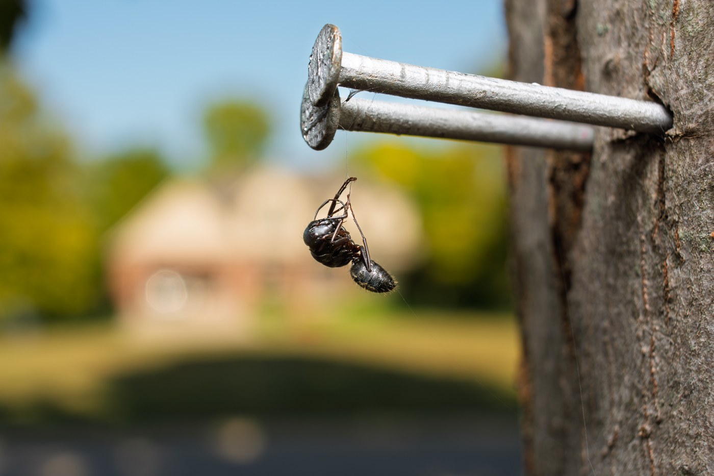 Carpenter Ant
