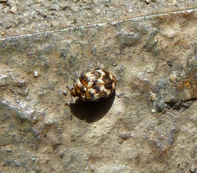 Carpet Beetle