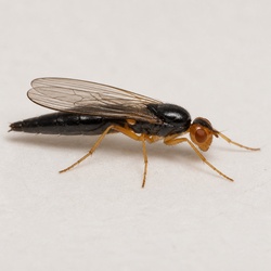 Carrot Rust Fly Identification Guide