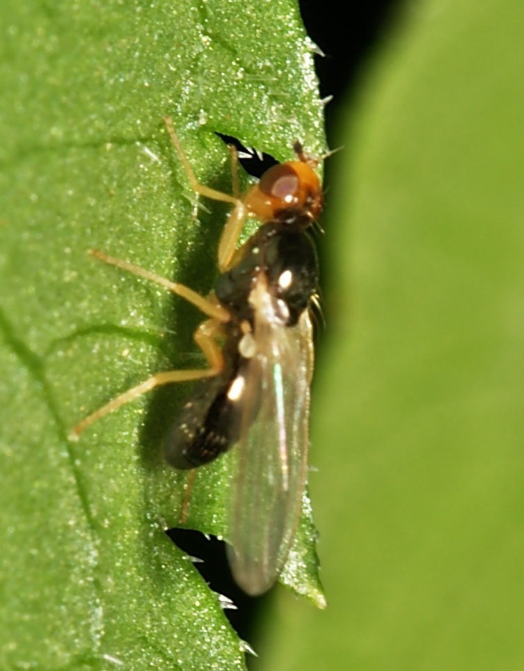 Carrot Rust Fly